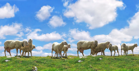 Naklejka na ściany i meble Schafe auf der Wiese unter blau weißen Himmel
