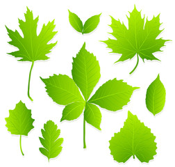 set of green leaves on white background vector