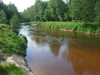 Forest river in summer