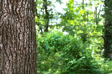 Summer Tree Trunk with Green Leaves Behind