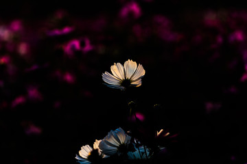 A cosmos flower in the dark background, low light