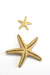 Fototapeta na wymiar Small Starfish on Plain Background