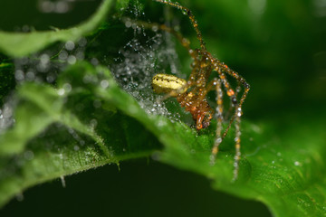 Dornfingerspinne