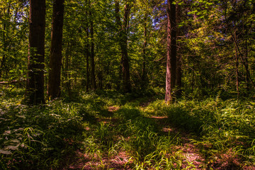Beautiful forest trail