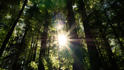Fototapeta na wymiar Sonnenschein im Wald