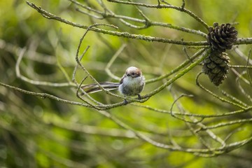 Long Tailed Tit (Aegithalos caudatus)