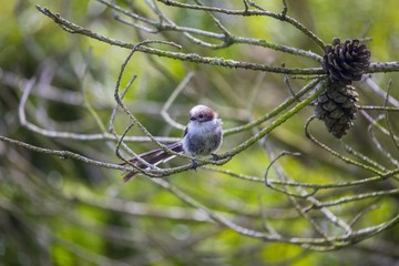 Long Tailed Tit (Aegithalos caudatus)