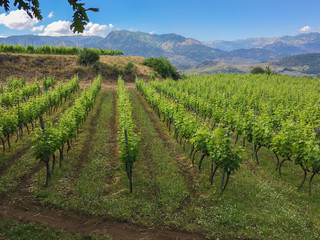 Fototapeta na wymiar A vineyard full of grape vines at this winery in Castiglione, Sicily - Italy