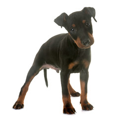 puppy manchester terrier