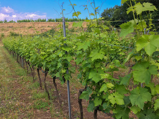 Fototapeta na wymiar A vineyard full of grape vines at this winery in Castiglione, Sicily - Italy