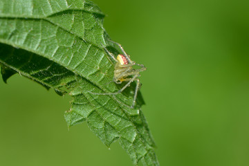 Dornfingerspinne