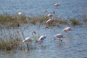 Flamingos at Priolo's saline Syracuse Sicily - Italy