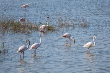 Flamingos at Priolo's saline Syracuse Sicily - Italy