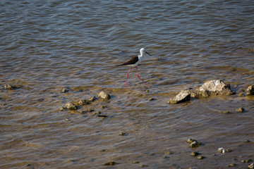 Cavaliere d'Italia bird at Priolo's saline Syracuse Sicily