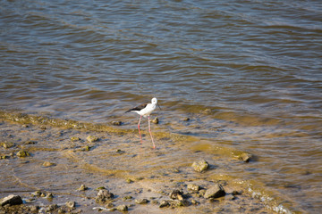 Cavaliere d'Italia bird at Priolo's saline Syracuse Sicily