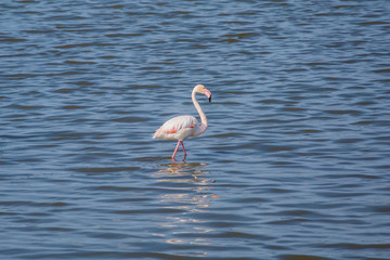 Flamingos at Priolo's saline Syracuse Sicily - Italy