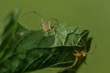 Dornfingerspinne