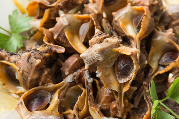 Bocconi di mare bolliti con prezzemolo e limone - dish of boiled sea snails with lemon and parsley