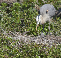 Great Blue Heron on nest feeding chick