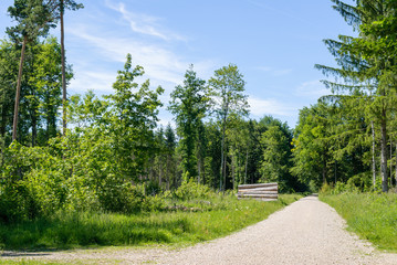 Perlacher Forst Landscape