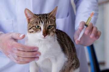 Cat visiting vet for regular check up
