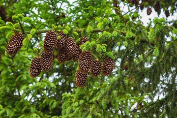Fototapeta na wymiar Green young cones on the branches ate closeup