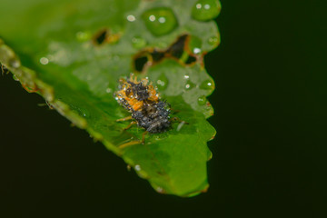 Marienk&auml;ferlarve im Regen