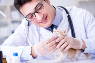 Obraz na płótnie Canvas Cat visiting vet for regular check up