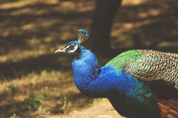 Fototapeta premium Portrait of beautiful peacock 