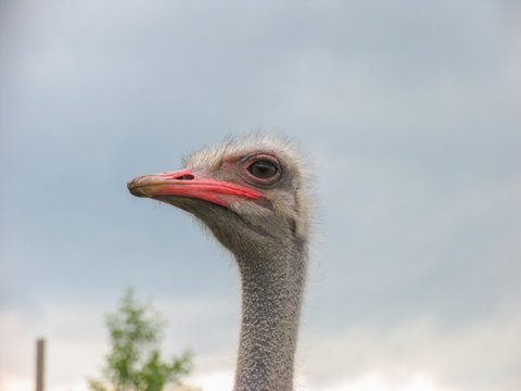 Ostrich, close-up.
