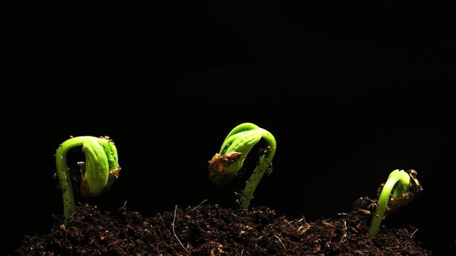 Bean sprouts, plant growth timelapse, 4k Time-lapse green grass growing, Closeup of green grass growing - isolated