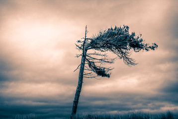 Wind blown Pine tree