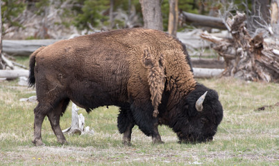 Grazing Bison: Yellowstone National Park