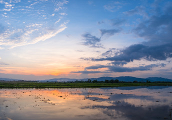 Rice field in sunset