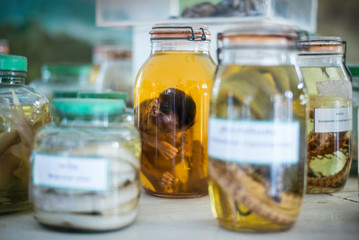 The monkey's body was preserved in a bottle.