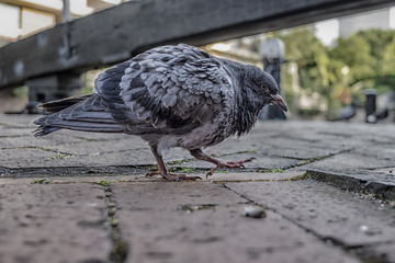 A close up of a single Pigeon, walking on red brick floor, looking for food. The pigeons feathers are ruffled, giving it a fluffy look