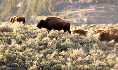 Grazing Bison 