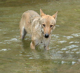 Eurasian wolf (Canis lupus lupus) fun bathing in pond