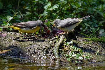 Grey wagtail fledgling wild bird receiving insect food from parent
