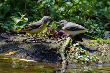 Grey wagtail fledgling wild bird receiving insect food from parent