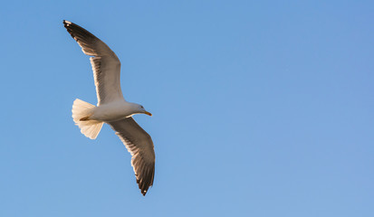 Fliegende Möwe im blauen Himmel