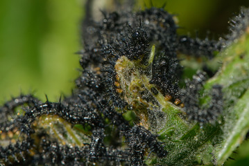 Raupe des Tagpfauenauges