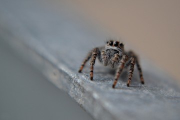 Jumping spider