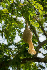 Fototapeta premium Bird's nest on the tree