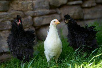 Organic free range chickens