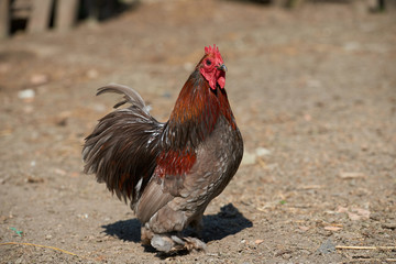 Organic free range chickens