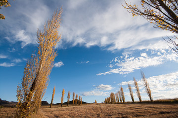 poplar trees in the eastern free state in south africa