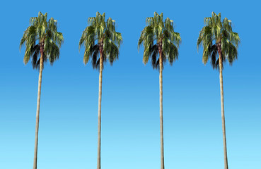 Fototapeta premium high palm trees with blue sky as background