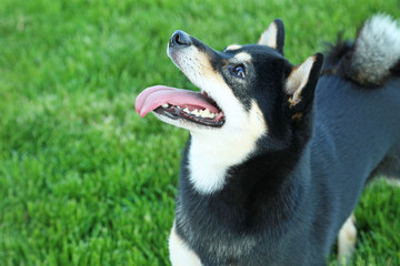 Black shiba inu on green grass