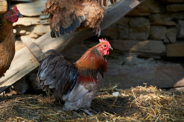 Organic free range chickens